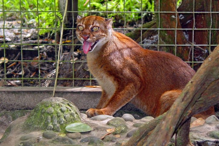 On the trail of Borneo's bay cat, one of the most mysterious felines