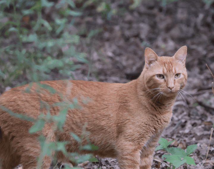 Vital Cat Update (or how Google AI Overview makes up false information)