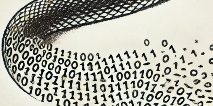 Skin-Shedding Code (2024)