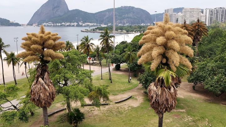 Rio de Janeiro's talipot palm trees bloom for the first and only time