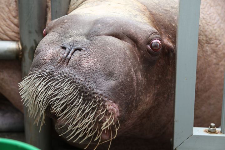 Semantic Compression (2014)