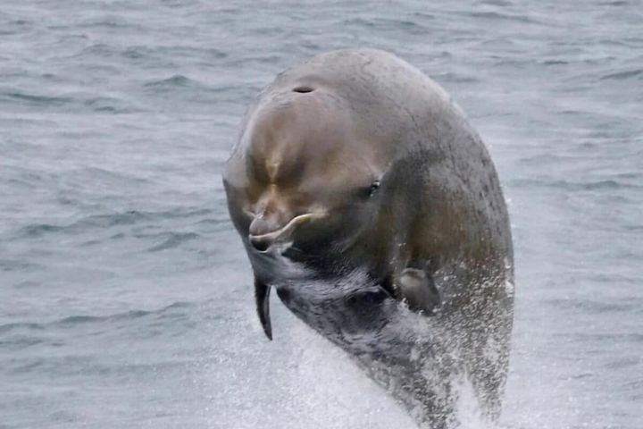 Endangered bottlenose whale population begins to recover off Canada's east coast