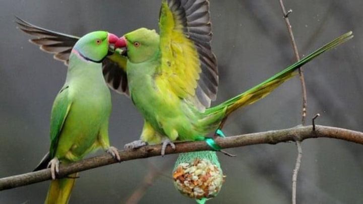 Parakeets make their home in German trees