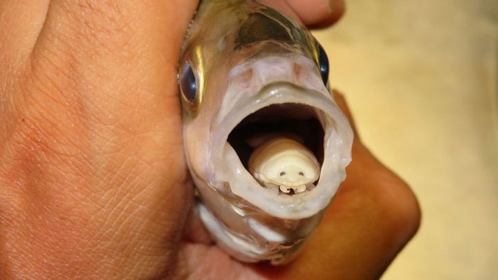 Why no fish wants a tongue-eating parasitic louse in its mouth