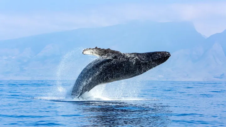 Insights sea urchin mass mortality suggest a worldwide Diadematid pandemic