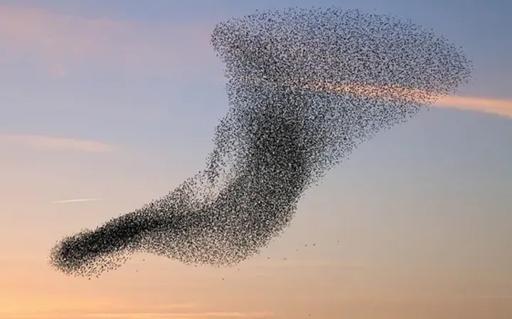 Functional Flocking Quadtree in ClojureScript