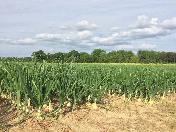 I sell onions on the Internet (2019)