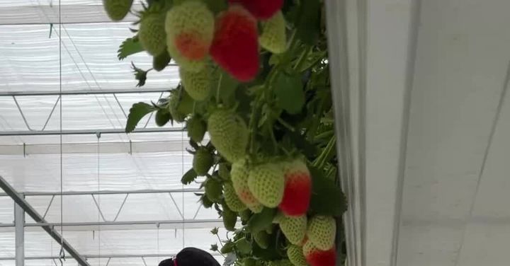 Extreme Strawberry Growing in South Korea