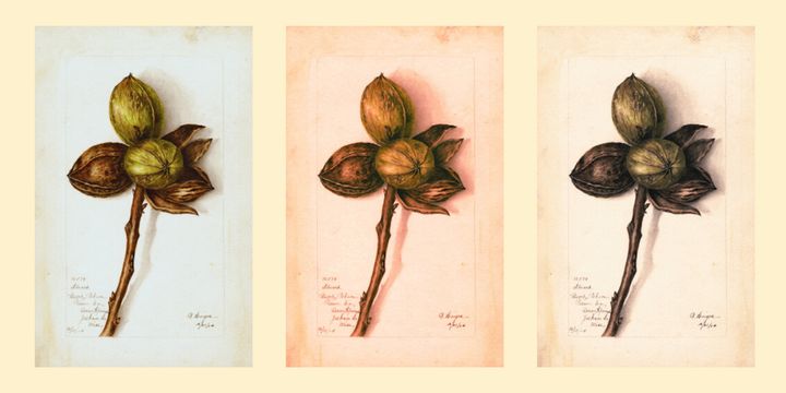 An Enslaved Gardener Transformed the Pecan into a Cash Crop