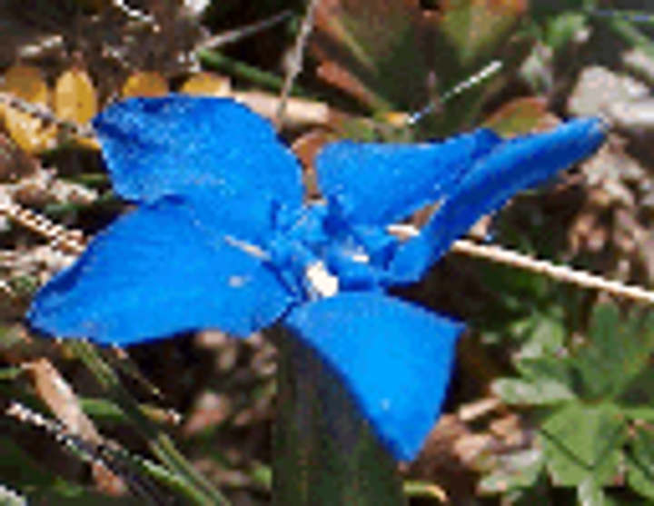 JWasm: Masm Compatible Assembler