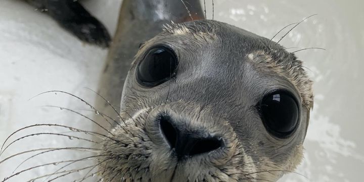 Seal pup communication is more similar to that of humans than previously thought
