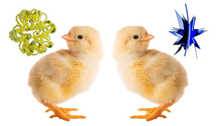 Baby chicks pass the bouba-kiki test, challenging a theory of language evolution