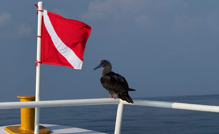 I found a Vulnerability. They found a Lawyer