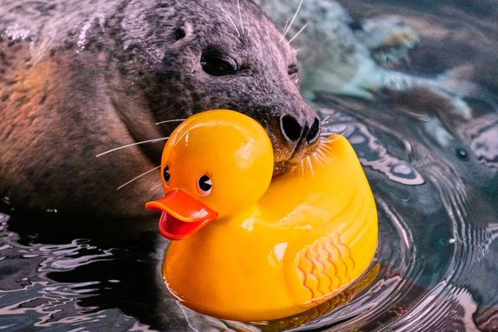 Reggae the seal uses rubber ducks for daily enrichment training