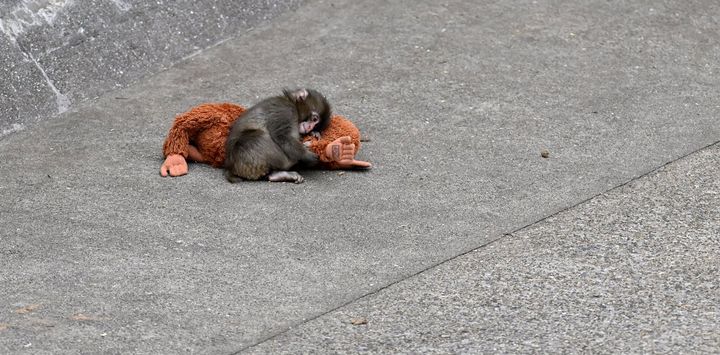 What a viral monkey, his plushie, and a 70-year-old experiment tell us