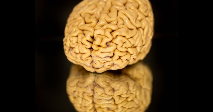 As SuperAgers age, they make at least twice as many new neurons as their peers