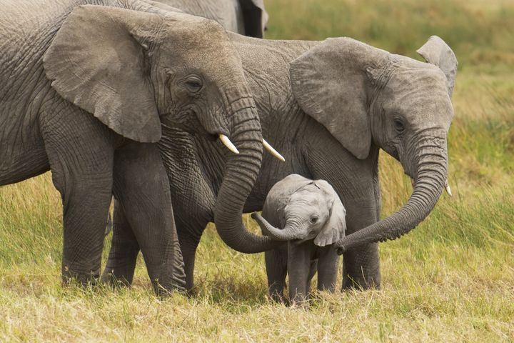 Why it takes you and an elephant the same amount of time to poop