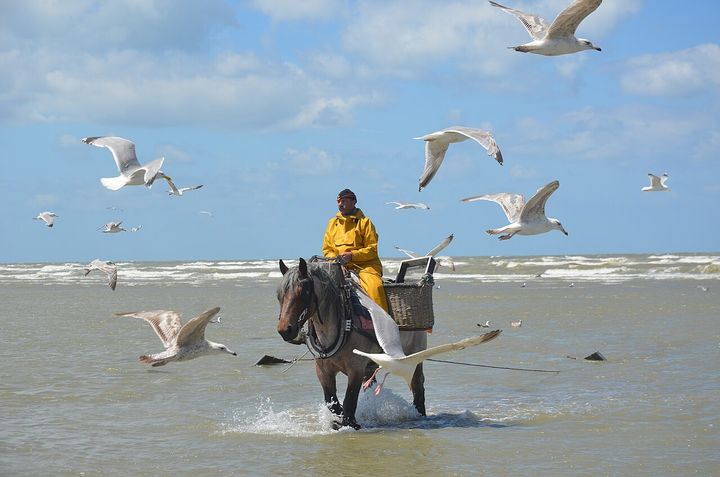 Shrimp fishing on horse back in Oostduinkerke